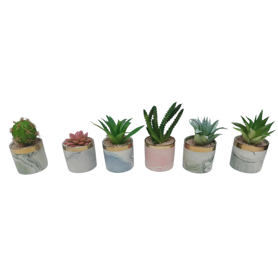 1 POT DE CACTUS TRENDY 1 POT DE CACTUS TRENDY