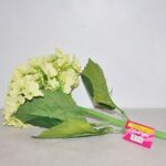 FLEUR I110171
