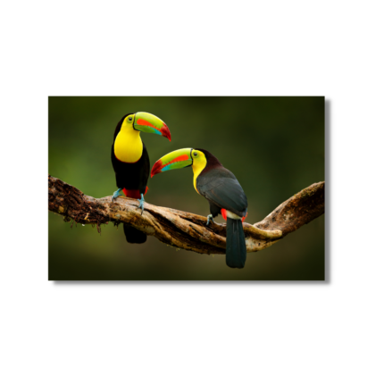 CHASSIS TOILE PEROQUET  120X80 CM SM
