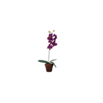 FLEURS ORCHIDEE EN POTS GM