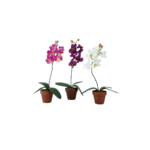 FLEURS ORCHIDEE EN POTS GM
