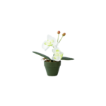 FLEURS ORCHIDEE EN POTS MM