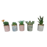 POT DE CACTUS TRENDY