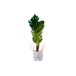 POT DE PLANTE PHILODENDRON 11X46CM