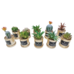 1 POT DORE DREAM CACTUS