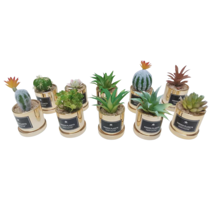 1 POT DORE DREAM CACTUS